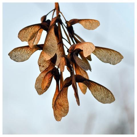 Samara Helicopter Maple Fall