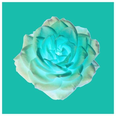 Flower Rose Flower Rose Bloom