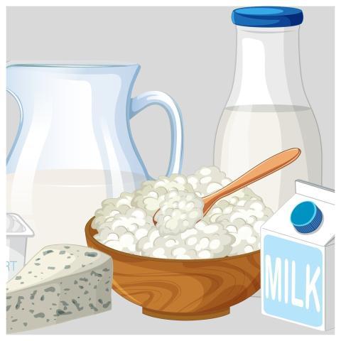 Milk Cottage Cheese Yogurt Cheese