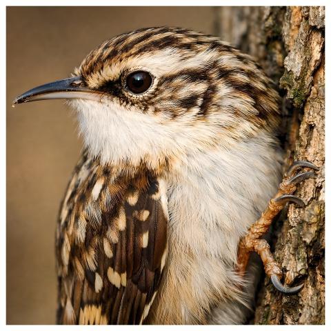 Treecreeper Nature Bird Garden Bird