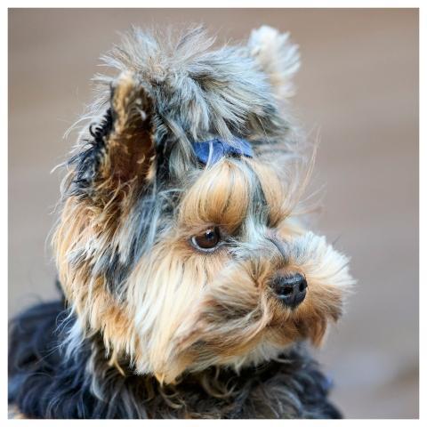 Yorkshire Terrier Puppy Nature Dog