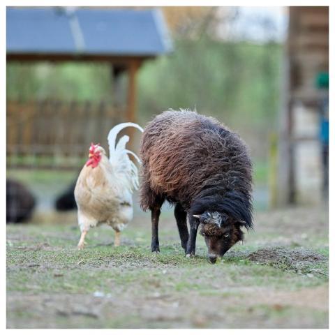 Ouessant Sheep Haan Farm Animals
