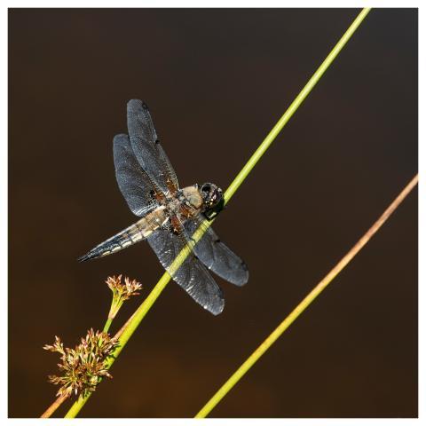 Dragonfly Nature Insect Wings