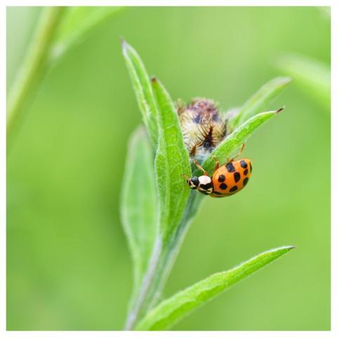 Ladybug Insect Nature Leaf
