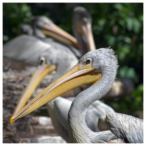 Pelican Bird Animal Gray Pelican