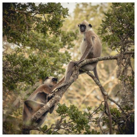 Animal Nature Wildlife Fauna