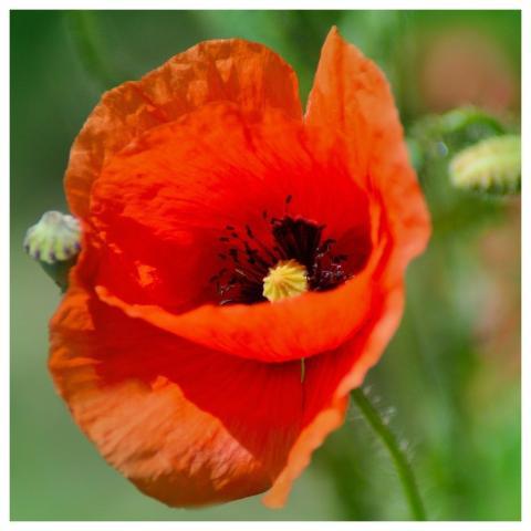 Flowers Poppies Flower Wallpaper Beautiful Flowers