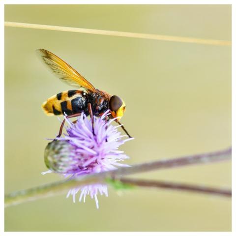 Hoverfly Insect Thistle Macro