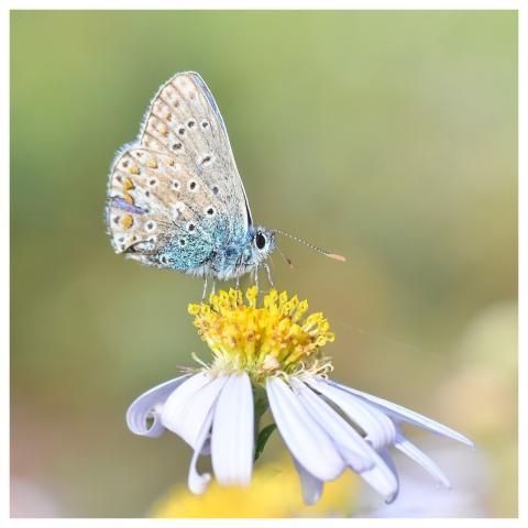 Butterfly Argus Blue Insect