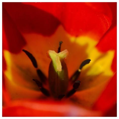 Flower Beautiful Flowers Blooming Botany