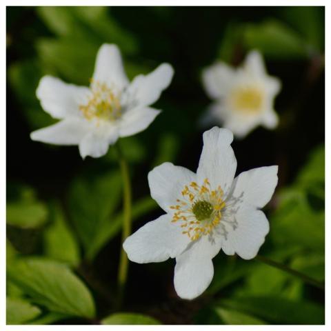 Anemones Flowers Beautiful Flowers White