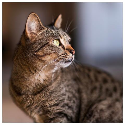 Cat Closeup Selective Focus Pet