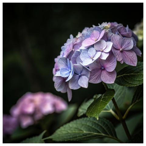 Hydrangea Purple Nature Flowers