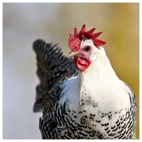 Chicken Them Poultry Farm Animal