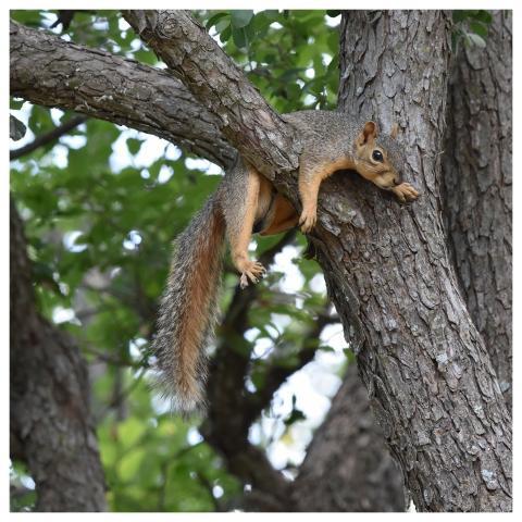 Squirrel Fox Squirrel Animal Wildlife