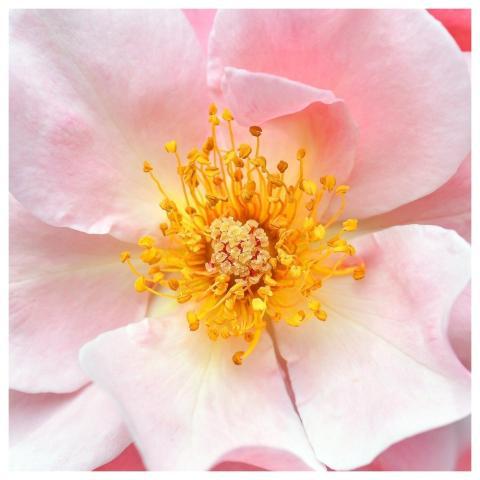 Eglantine Flower Petals Rosehip