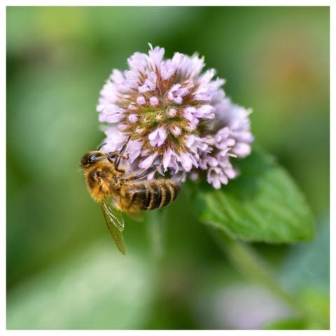 Bee Insect Pollination Nature