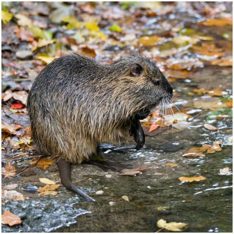 A nutria sits by a water's edge surrounded by autu