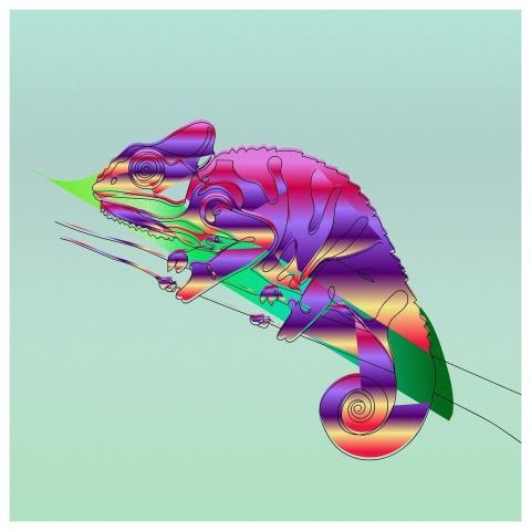 Background Animal Beautiful Wallpaper Colors