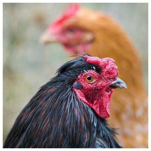 Chicken Haan Bird Nature