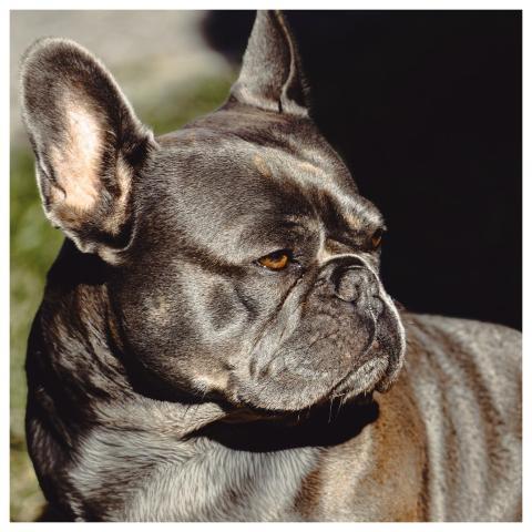 Bulldog Dog Animal Domestic Animal