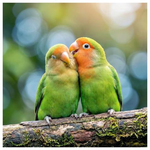 Lovebirds Birds Parrots Lovebird