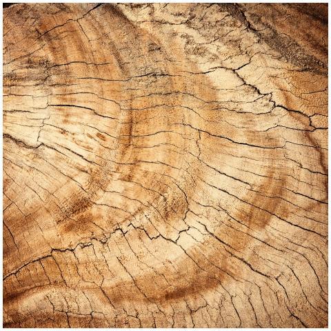 Detailed close-up of a rustic wooden texture with