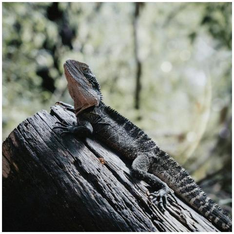 Close-up of an Australian water dragon in natural