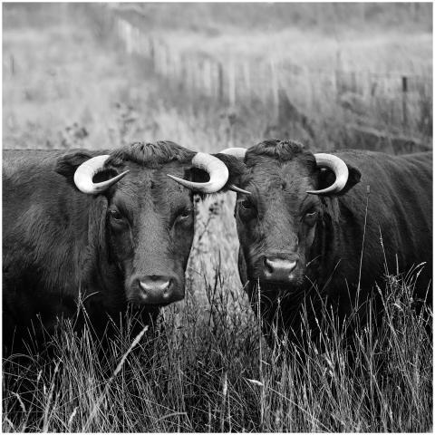 Close-up black and white image of two horned cows