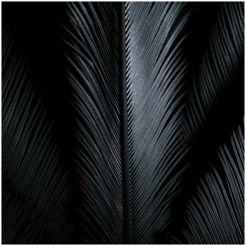 Detailed close-up of a textured black feather with
