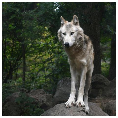Wolf Predator Animal Canine