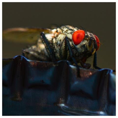 Fly Insect Macro Nature