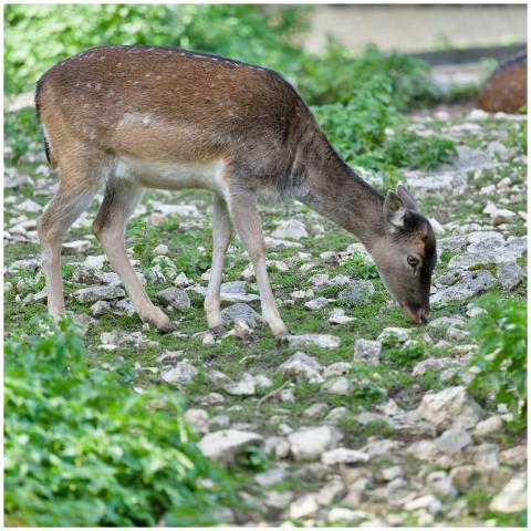 A deer grazes on a rocky, green landscape, showcas