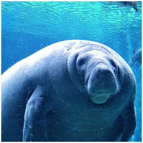 Close-up of a manatee gracefully swimming underwat