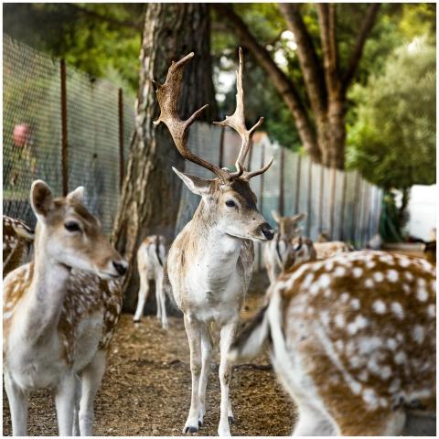 Majestic Fallow Deer Stag