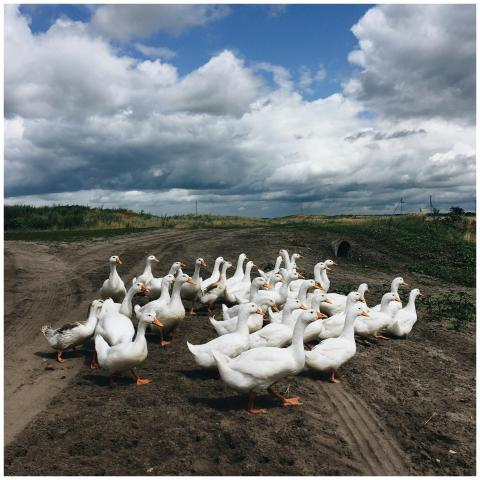 A large flock of white geese gathered on a rural d