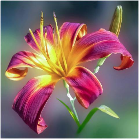 A vivid close-up of a blooming daylily showcasing