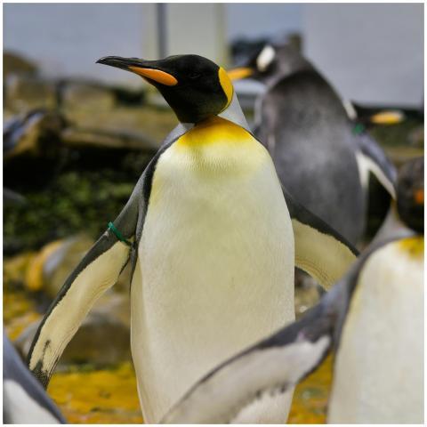 King Penguin in a zoo exhibit. Close-up view showi