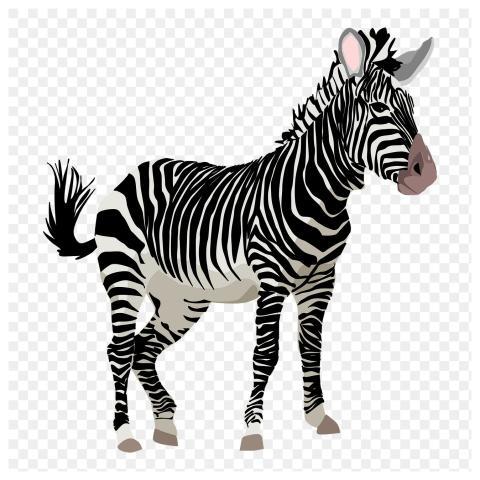 Zebra animal png sticker illustration
