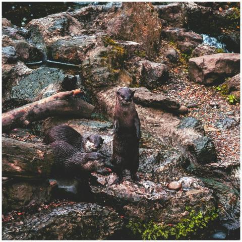 Three otters playing among rocks in Dumfries and G