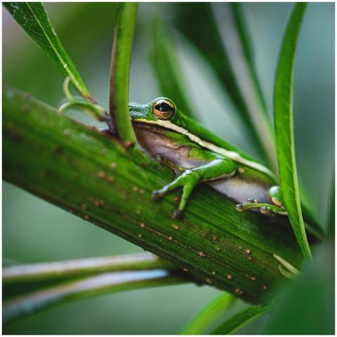 Green tree frog peacefully resting on a vibrant le