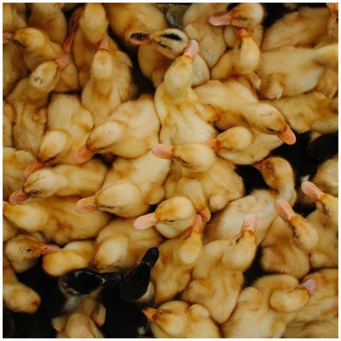 High-angle shot of a crowded group of yellow duckl