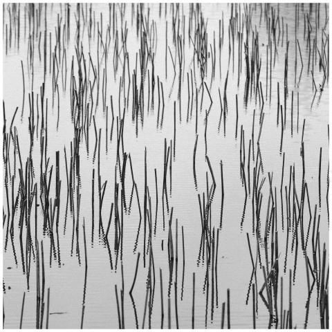 Black and white image capturing reeds reflecting i