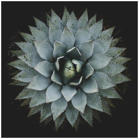 Captivating close-up of an agave plant showcasing