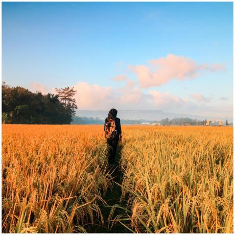 A person in a hijab walking through a golden rice
