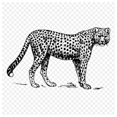 Cheetah drawing png, wild animal