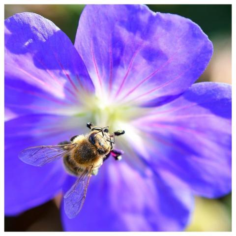 Bee Insect Pollination Perennial Geranium