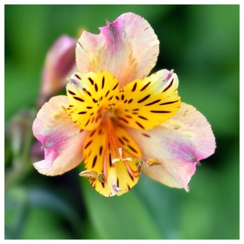 Lily Flower Lily Of The Incas Garden