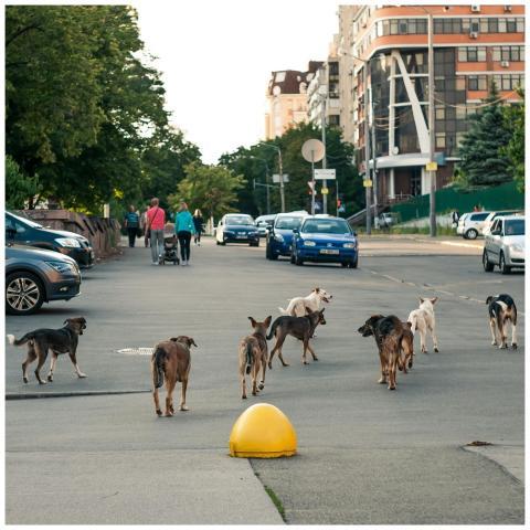 A group of stray dogs roam freely in an urban stre