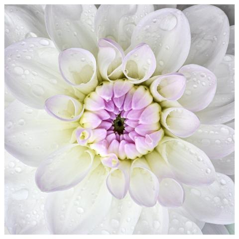 Dahlia Flower Heart White